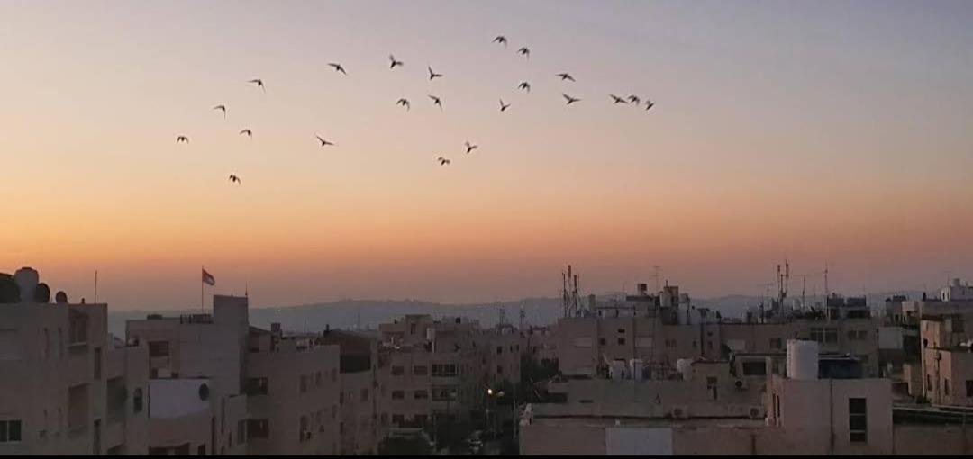 Cozy 4 Amman